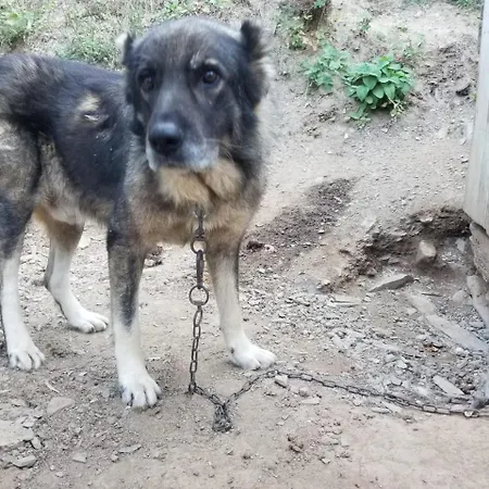 Lantställe Bujtina Kashnjeti Te Lush Zefi Tropoje