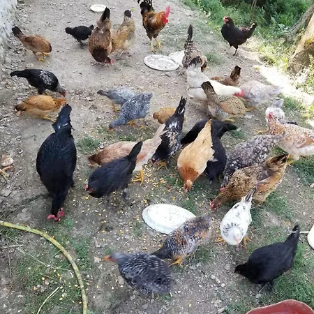 Bujtina Kashnjeti Te Lush Zefi